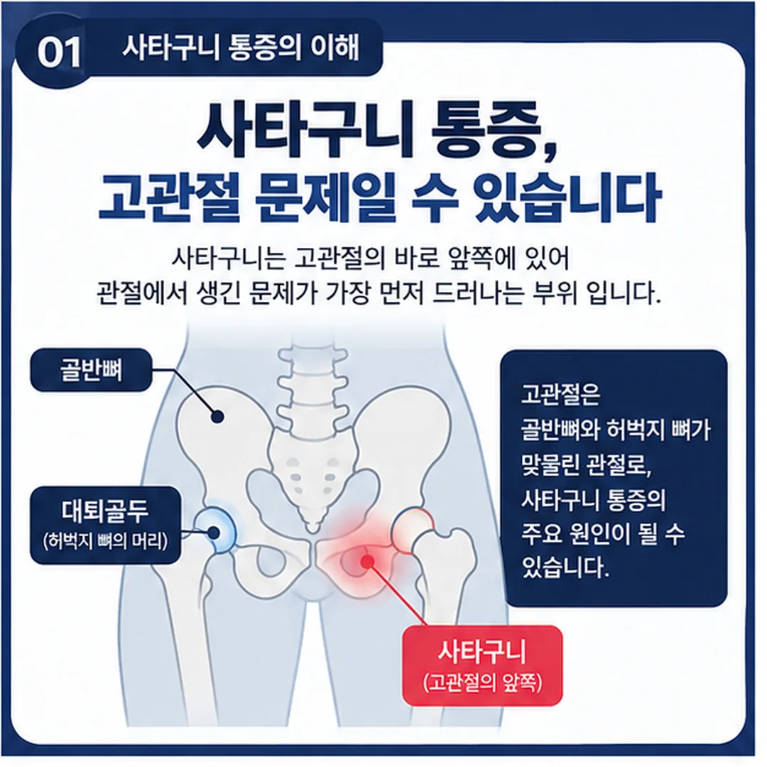 골반뼈와 대퇴골두가 이루는 고관절의 위치와 사타구니 부위를 표시한 개념도