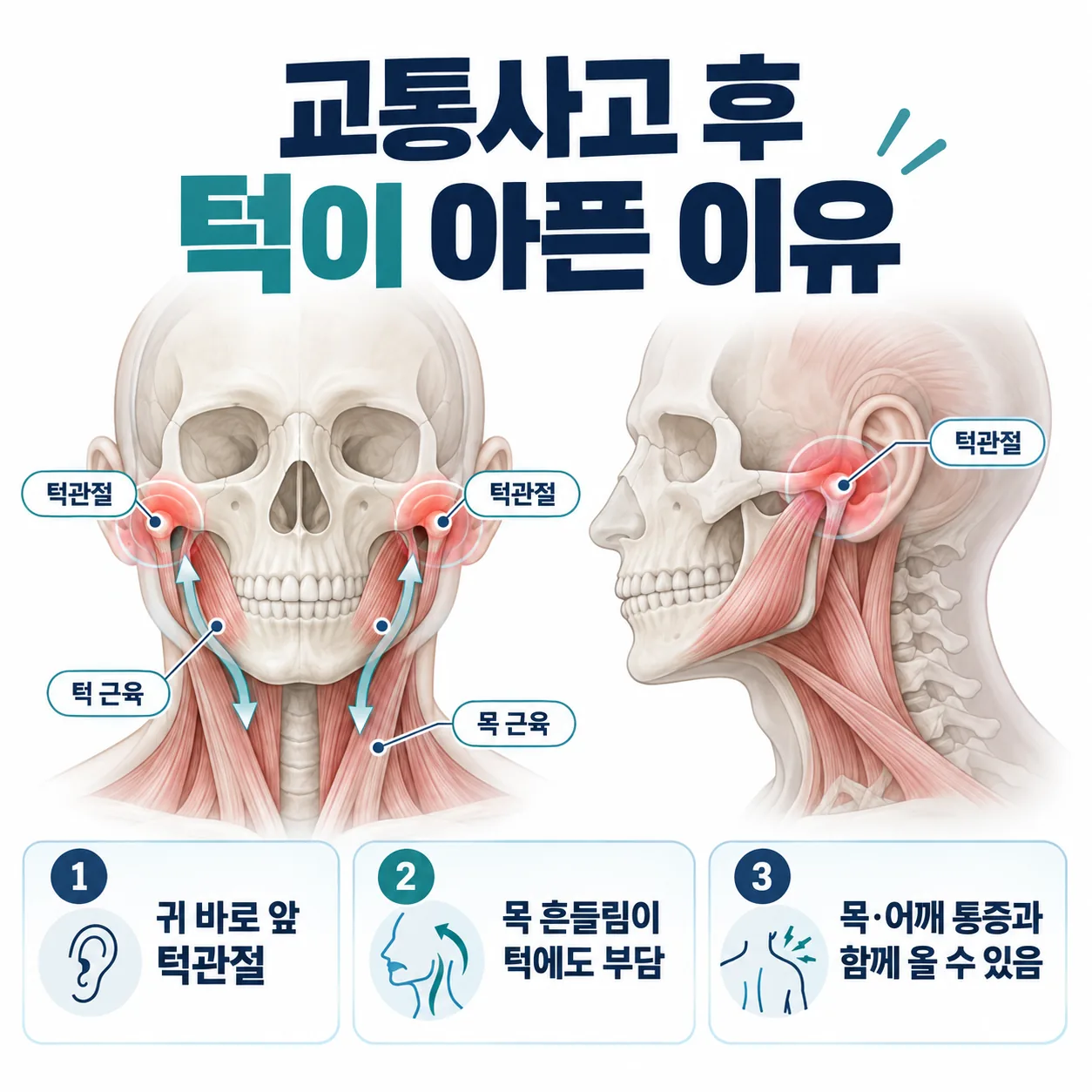 귀 앞 턱관절의 위치와 목 근육으로 이어지는 연결을 보여주는 도식